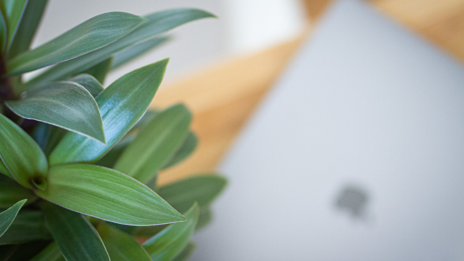 Ein Laptop mit dem Apple-Zeichen, daneben eine Pflanze